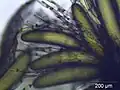 نمای بزرگ‌نمایی از رشد آنتریدیا در Hypnum cupressiforme