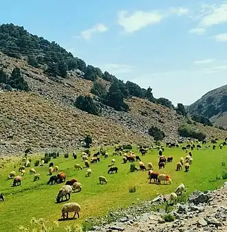 روستای چاهان
