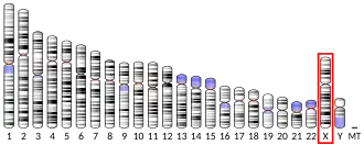 کروموزوم X (انسان)