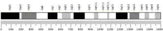 کروموزوم ۳ (موش)