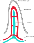 ساختار یک پرز