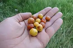 کنار.