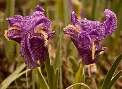 زنبقی با نام علمی Iris kemaonensis.