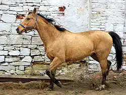اسبی به رنگ ایزابل
