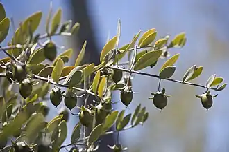 میوه‌ها