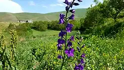 طبیعت روستای خان کندی 2018
