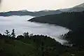 جنگل ماکلوان