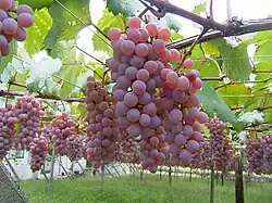 مزارع انگور استان یاماناشی.