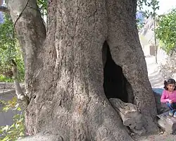 درخت چنار کهنسال کوانق