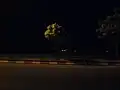 تک درخت در شب
