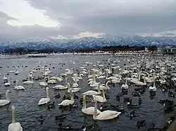Lake Hyo, staying swans in winter season