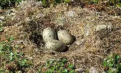 کاکایی پشت‌سیاه بزرگ (Larus marinus)، دسته‌تخم کوچک