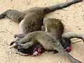 لمورهایی که در ماداگاسکار به خاطر گوشت شکار کشته شدند