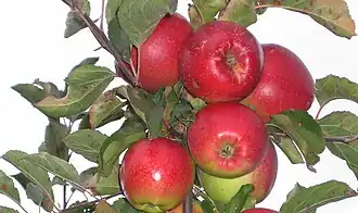 لیگول