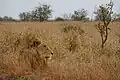 نه تنها برای انسان بلکه برای بسیاری از جانوران تمیز شکل از زمینه و کشف معنی و اتخاذ تصمیم گاه می‌تواند اهمیت حیاتی داشته باشد.