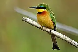 Little bee-eater (Merops pusillus)