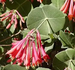 برگ‌هایی که کاملاً ساقه را دوره کرده‌اند (به انگلیسی: Perfoliate)