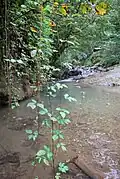 طبیعت منطقه لونک