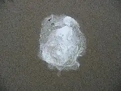 فضله مرغ دریایی