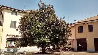 چرنوسکو سول ناویلیو