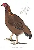مرغ مالابار