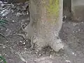 ریشه عمودی درخت بالغ انبه را می‌توانید به صورت مجزا ببینید.