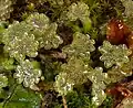 اسپرم Marchantia polymorpha گیاهی جگرواش که در سطح بالایی آنتریدیوفورها تولید می‌شود.