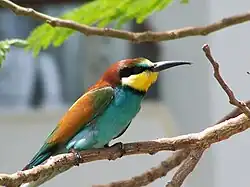 زنبورخوار معمولی (Merops apiaster)