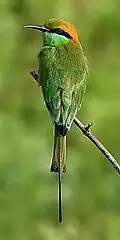 زنبورخوار سبز (Merops orientalis)