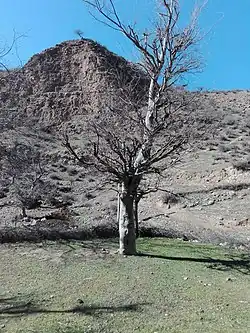 روستای میانک