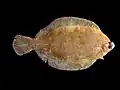 ماهی حلوای لیمویی،  Microstomus kitt