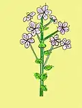 طرحی از گل‌آذین خوشه‌ای در می‌یاما-زاکورا