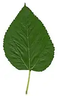 برگ این گیاه