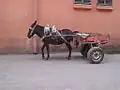 الاغ در مراکش یک وسیله نقلیه چرخدار را یدک می‌کشد