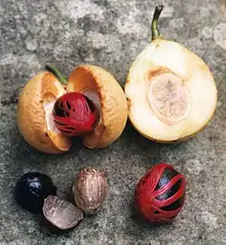 میوهٔ درخت جوز هندی، دانه و پوششِ دانه