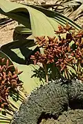 مخروط گیاه ماده