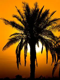 یک درخت نخل در جزیرهٔ مینو