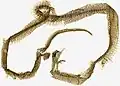The brown shed skin of a snake in an open inverted heart-shaped coil on a white background.