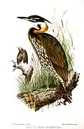 حواصیل شب گوش‌سفید ( Gorsachius magnificus )