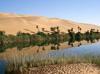 An Ubari oasis lake, with native grasses and Date palms.
