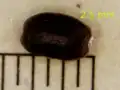 بذر ریحان، زیر میکروسکوپ