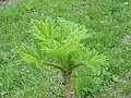 Devil's club (Oplopanax horridus)