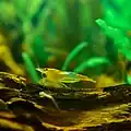 «نارنجی» Orange Rili
