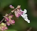 گل Orthosiphon thymiflorus