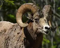 گوسفند Bighorn، Ovis canadensis