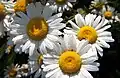 Leucantheum vulgare