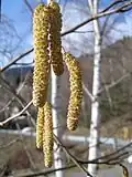 گل نر بالغ گل‌آذین شاتون فندق (سرده) (فندق (گیاه))