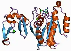 1c1y: ساختار کریستالی RAP.GMPPNP در ترکیب با دومِـین متصلشونده به RAS از C-RAF1 کیناز (RAFRBD).