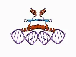 1c7u: ترکیب دومِـین مرکزی فاکتور رونویسیِ MEF2A متصلشونده به دیانای با یک اولیگونوکلئوتید به طولِ 20mer