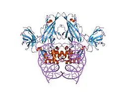 2as5: ساختار دومین‌های متصل‌شوندهٔ NFAT و FOXP2 که به‌طور اختصاصی به دی‌ان‌ای اتصال یافته‌اند.
